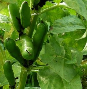 Культуры, стойкие к насекомым