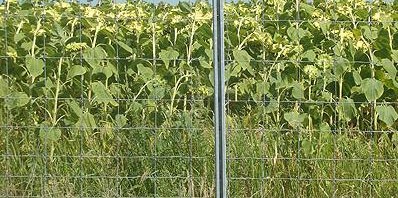 Современные ограждения