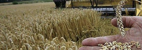 Единая сельскохозяйственная политика по- новому