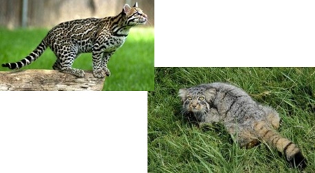 Оцелот и манул