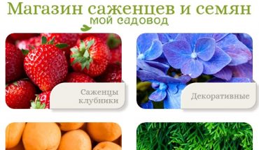 Категория товаров магазина